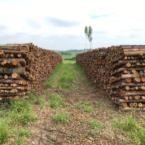 Madeira de eucalipto - madeira - Piracicaba , SP - B2Blue - Compra e Venda de Resíduos