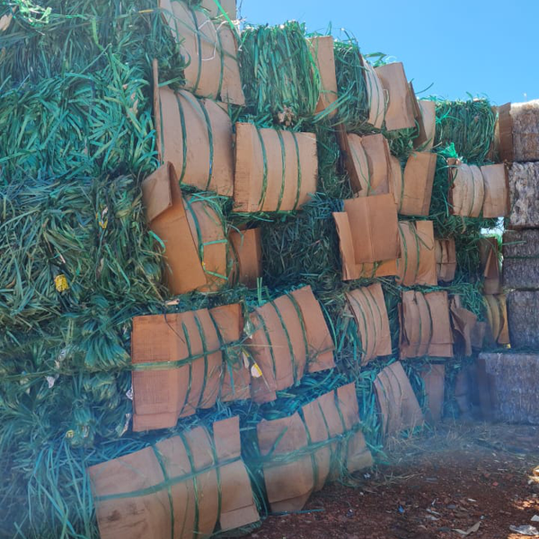 Fita verde fitilho - plástico - Rondonópolis, MT - B2Blue - Compra e Venda de Resíduos
