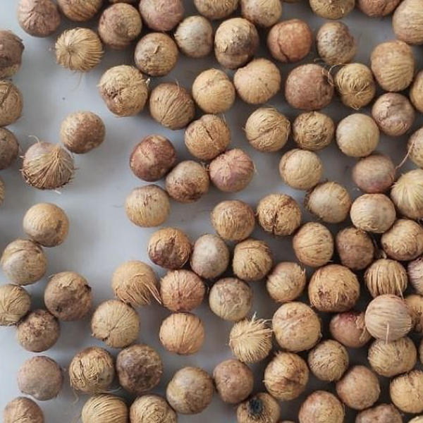 Resíduo: Caroço açaí - B2Blue  - Compra e Venda de Resíduos
