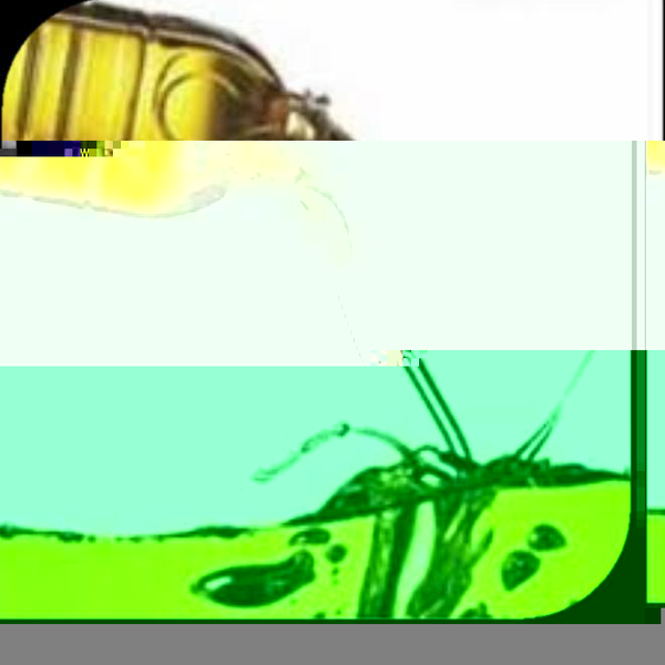 Óleo de cozinha/vegetal - orgânicos - Matão - Sp, SP - B2Blue - Compra e Venda de Resíduos