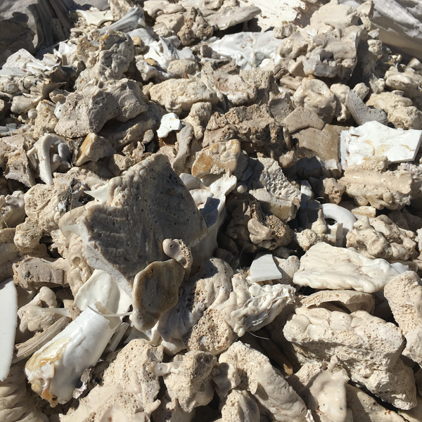 Borra de PET cristal - Plástico