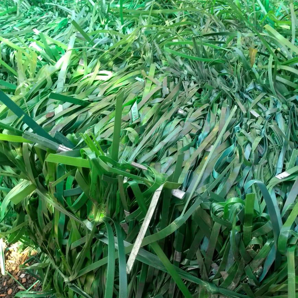 Pet e pp - plástico - Blumenau, SC - B2Blue - Compra e Venda de Resíduos