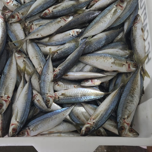 Peixes - orgânicos - Imbituba, SC - B2Blue - Compra e Venda de Resíduos