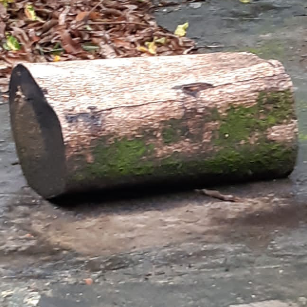 Resíduo: Toras de madeira - B2Blue  - Compra e Venda de Resíduos