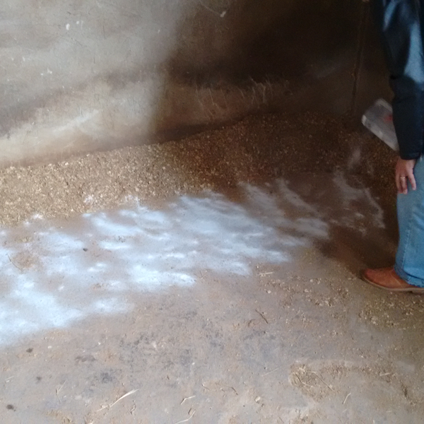  serragem e maravalha - temos a solução para substituição... - madeira - Belo Horizonte, MG - B2Blue - Compra e Venda de Resíduos