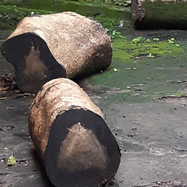 Resíduo: Toras de madeira - B2Blue  - Compra e Venda de Resíduos