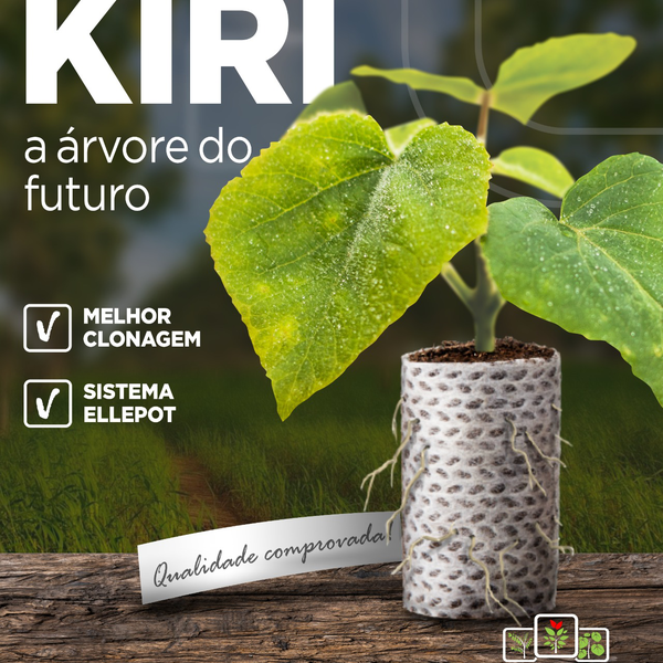 Mudas árvore  - outros - Marechal Cândido Rondon, PR - B2Blue - Compra e Venda de Resíduos