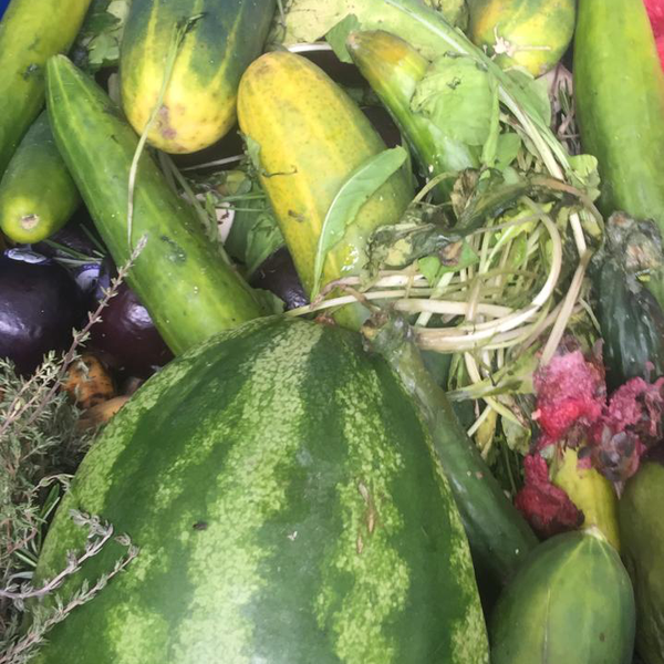 Orgânicos (hortaliças - orgânicos - Araruama, RJ - B2Blue - Compra e Venda de Resíduos