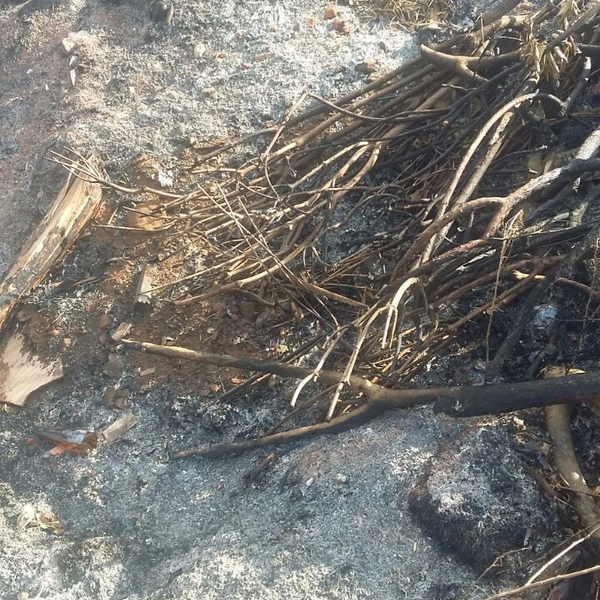 Cinzas - orgânicos - Batatais, SP - B2Blue - Compra e Venda de Resíduos