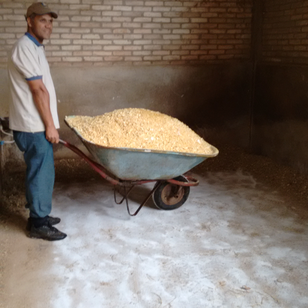 Resíduo: Serragem e maravalha - temos a solução para substituição em confinamento animal - B2Blue  - Compra e Venda de Resíduos