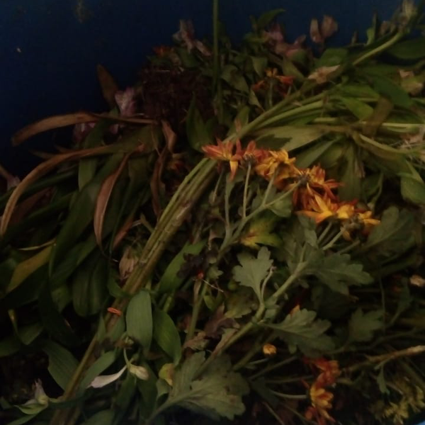 Orgânicos (hortaliças - Orgânicos