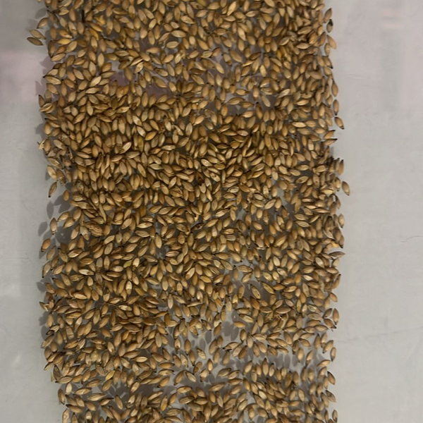 sementes de pastagem - Outros