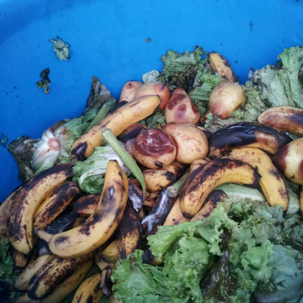 Orgânicos (hortaliças - Orgânicos