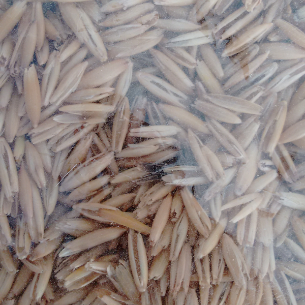 Casca de aveia - orgânicos - São Paulo, SP - B2Blue - Compra e Venda de Resíduos